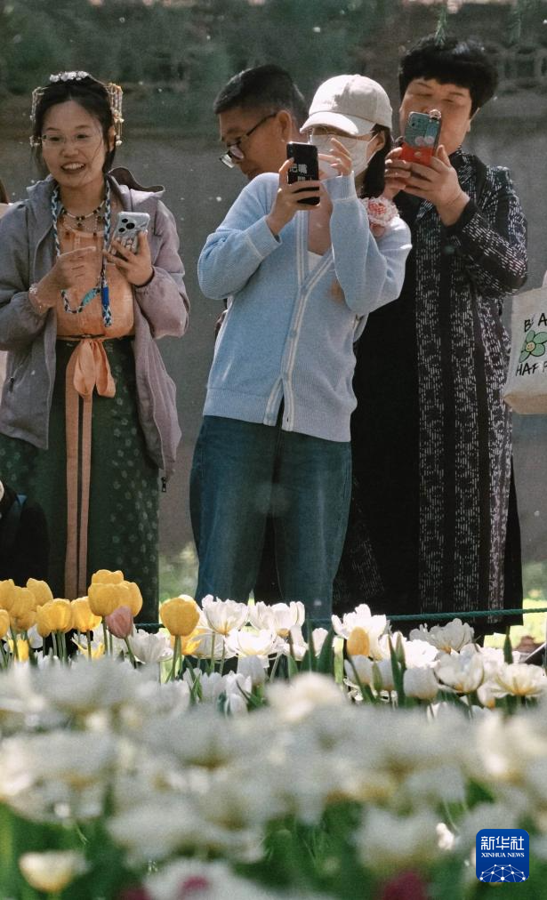 北京中山公园郁金香绽放醉游人