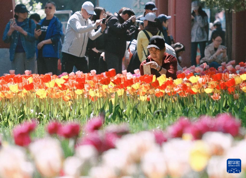 北京中山公园郁金香绽放醉游人