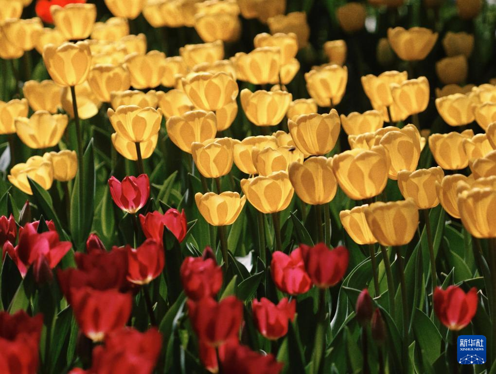 北京中山公园郁金香绽放醉游人