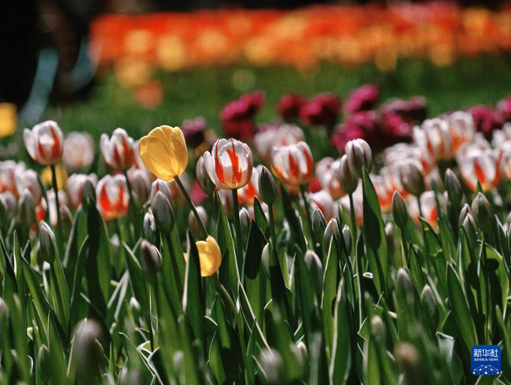 北京中山公园郁金香绽放醉游人