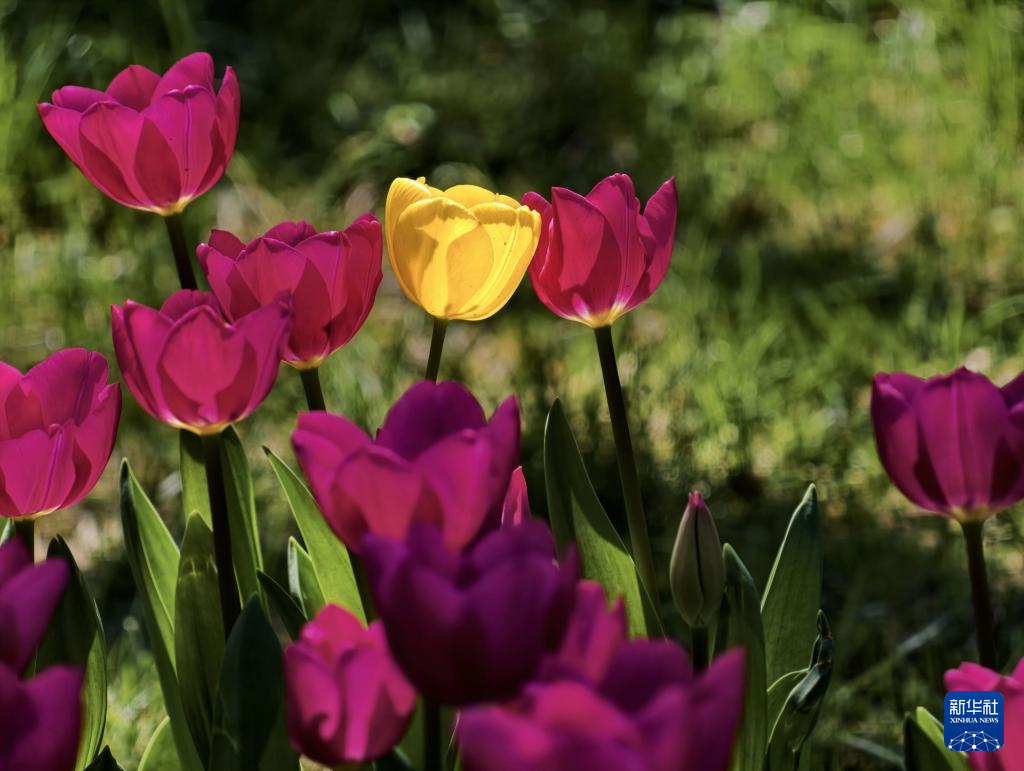 北京中山公园郁金香绽放醉游人