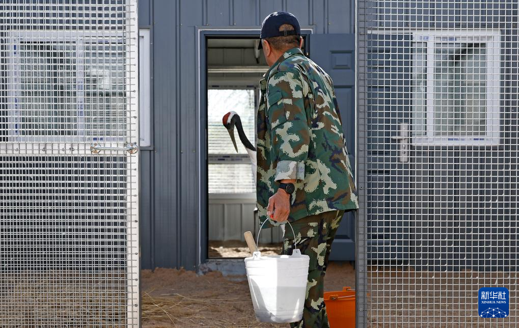 宁夏青铜峡:湿地自然保护区引进丹顶鹤