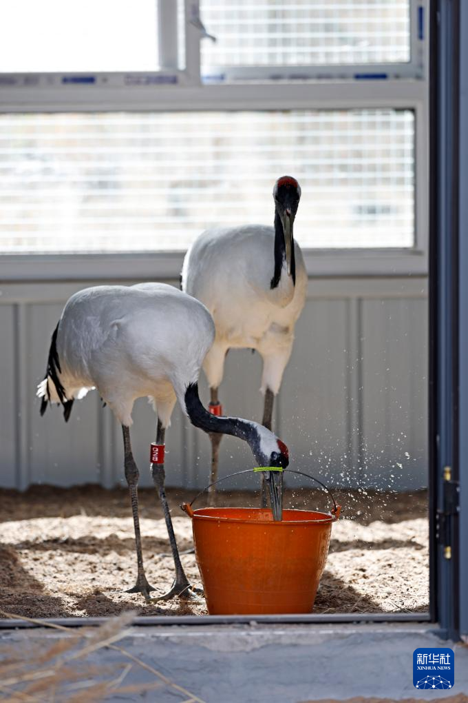 宁夏青铜峡:湿地自然保护区引进丹顶鹤