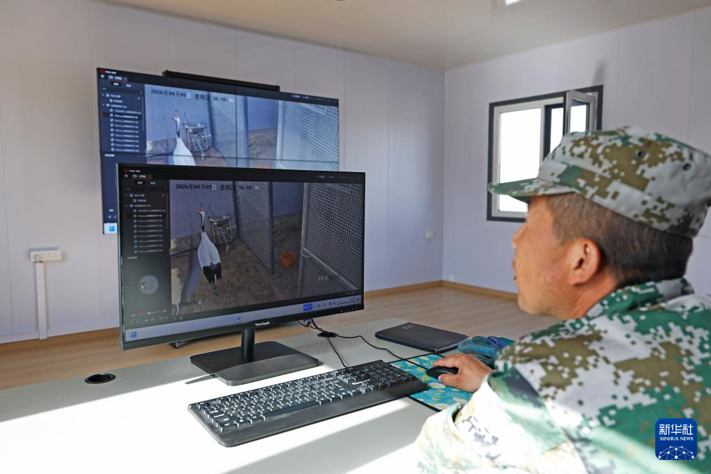 宁夏青铜峡:湿地自然保护区引进丹顶鹤