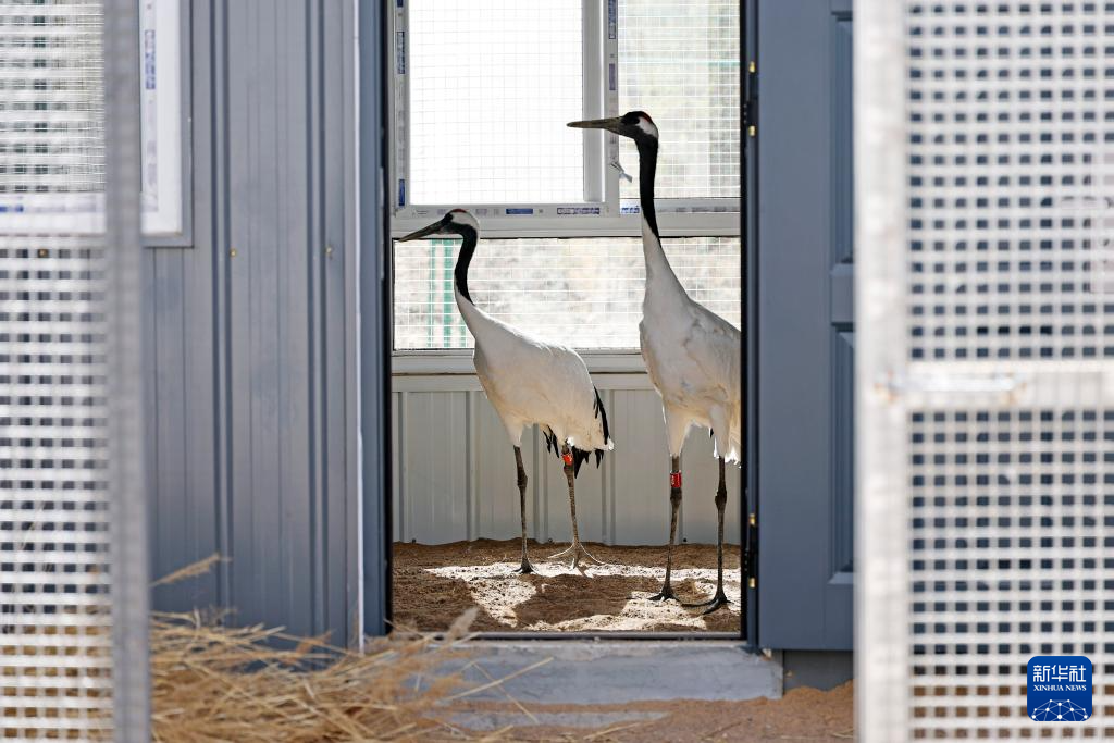 宁夏青铜峡:湿地自然保护区引进丹顶鹤
