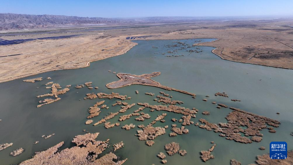 宁夏青铜峡:湿地自然保护区引进丹顶鹤