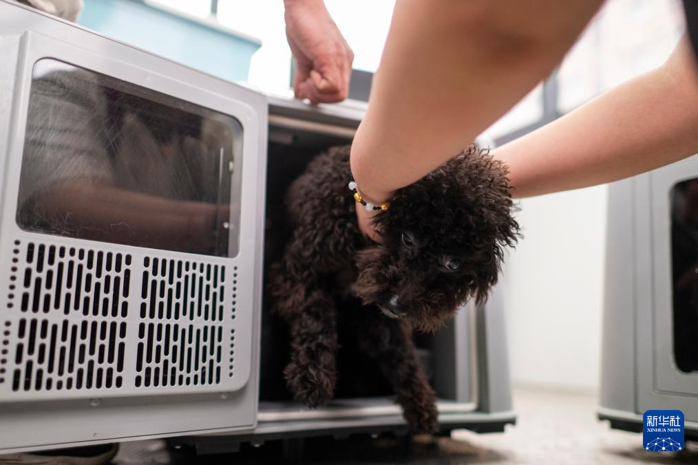 “爱宠行”服务护航萌宠旅途