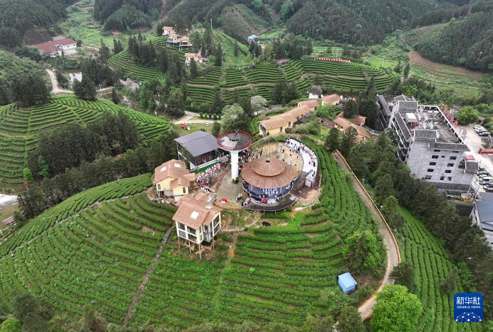 踏青品茶大苗山