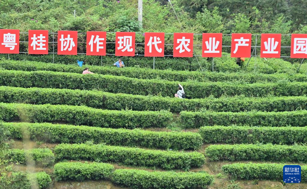 踏青品茶大苗山