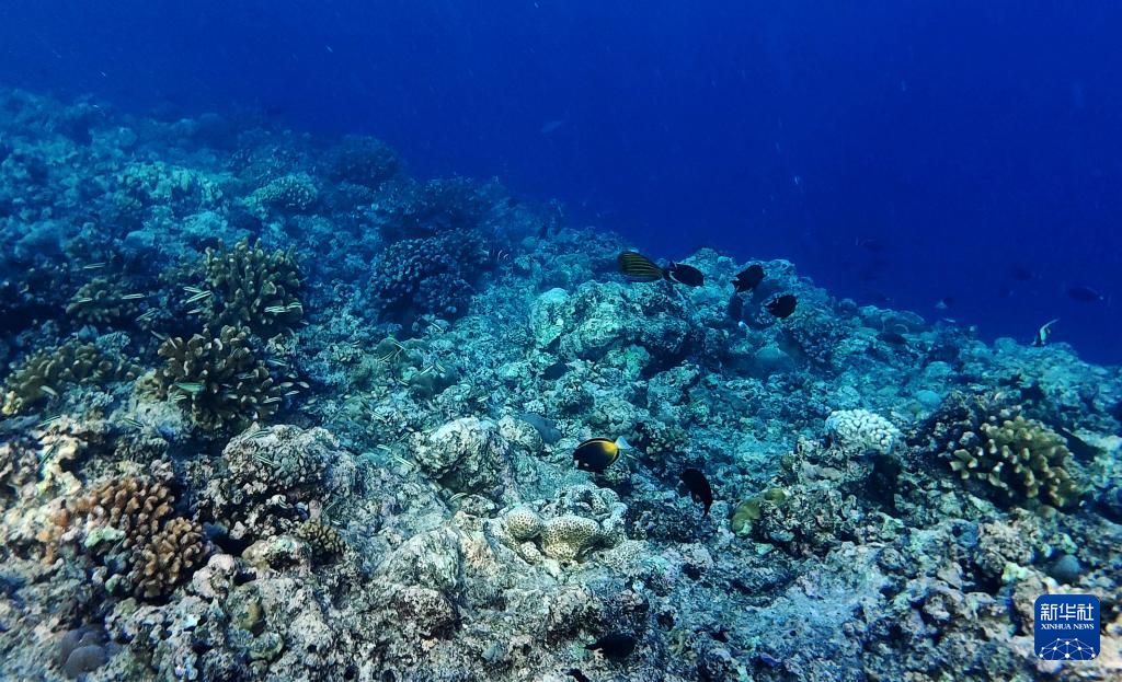 南海影像日志丨秘境黄岩 水下花园