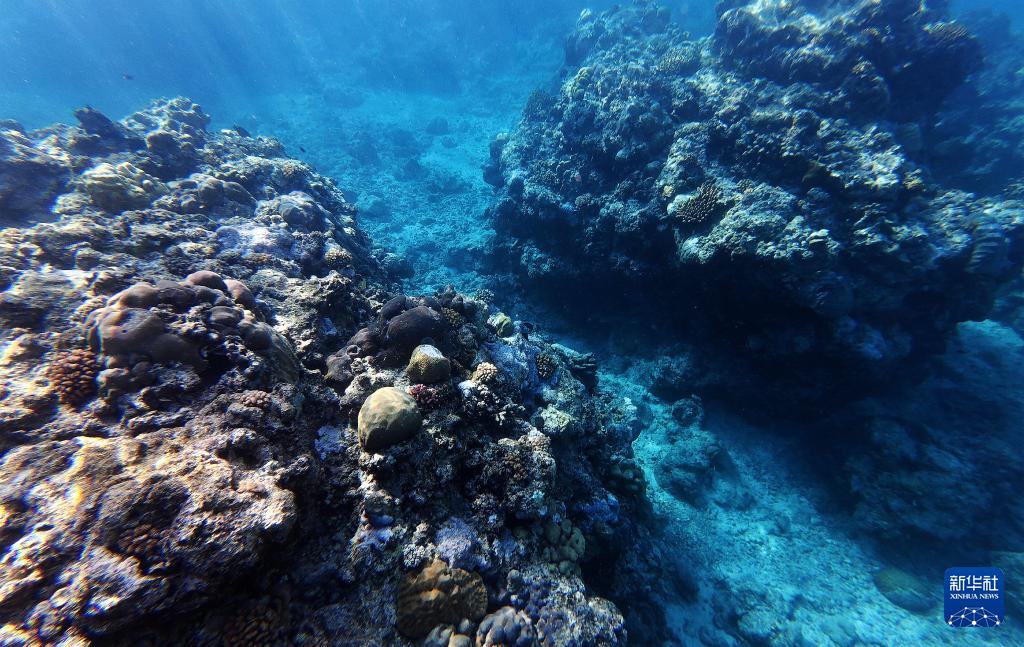 南海影像日志丨秘境黄岩 水下花园