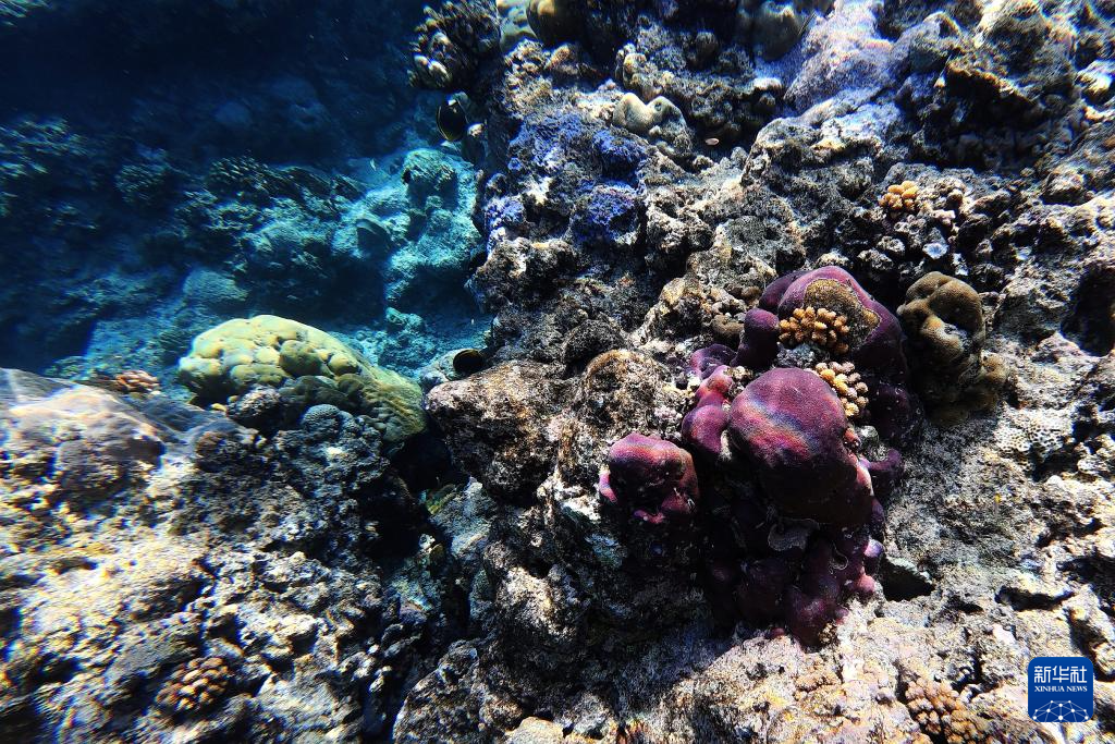 南海影像日志丨秘境黄岩 水下花园