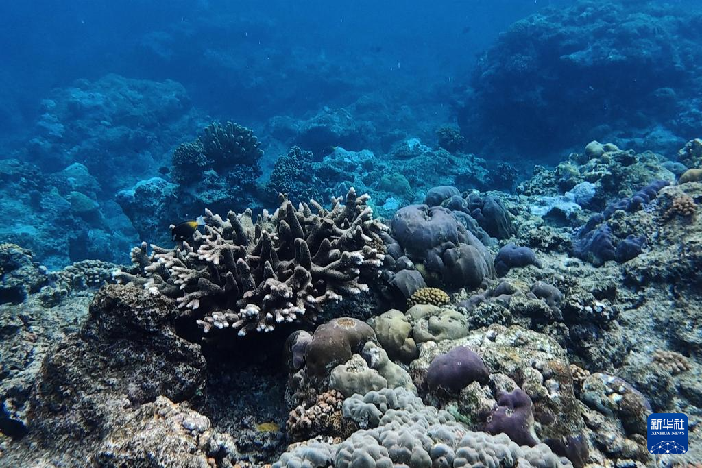 南海影像日志丨秘境黄岩 水下花园