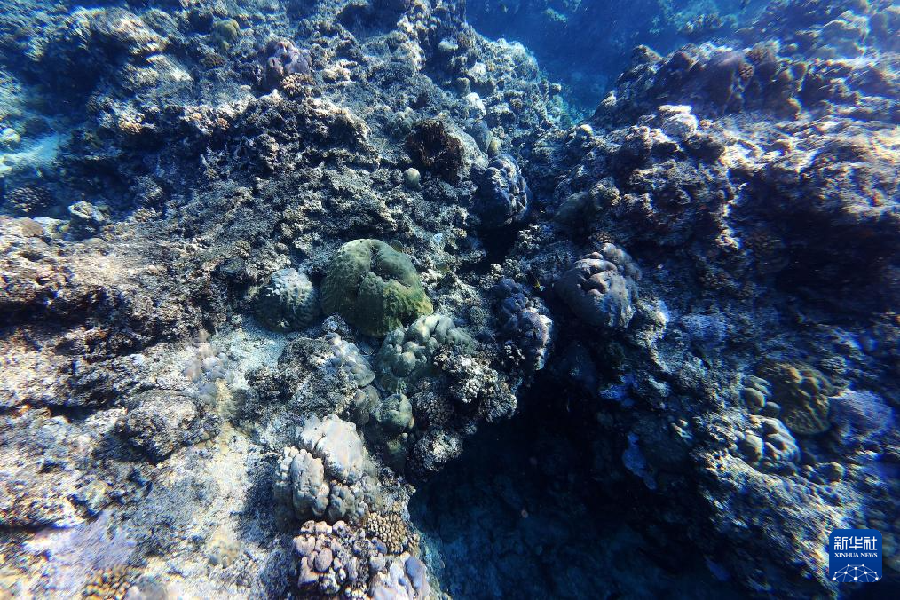 南海影像日志丨秘境黄岩 水下花园