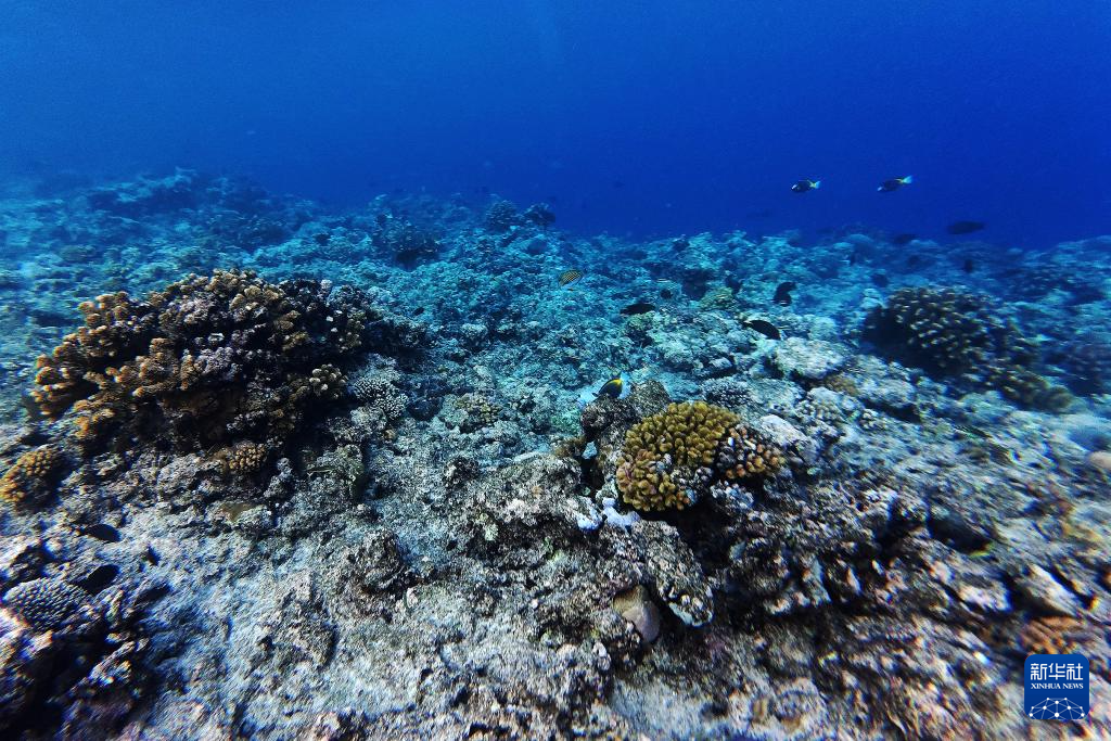 南海影像日志丨秘境黄岩 水下花园