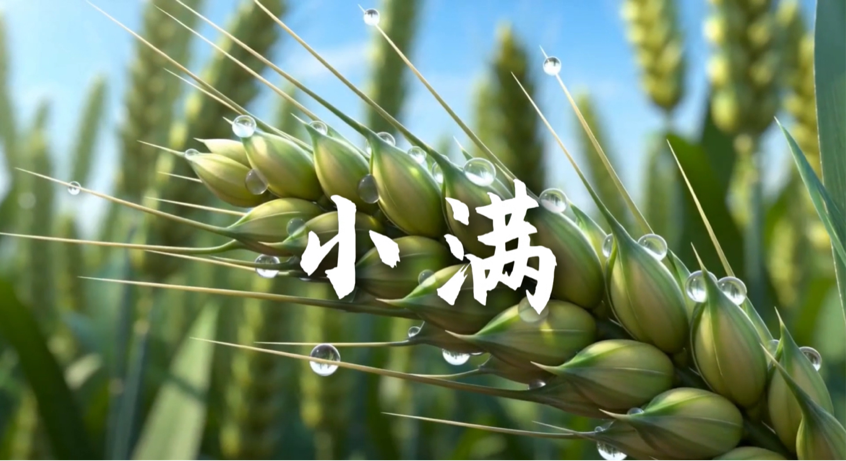 小满——小得盈满,清欢自足 小满——小得盈满,清欢自足