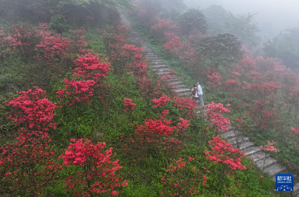 重庆武隆上千亩映山红盛放