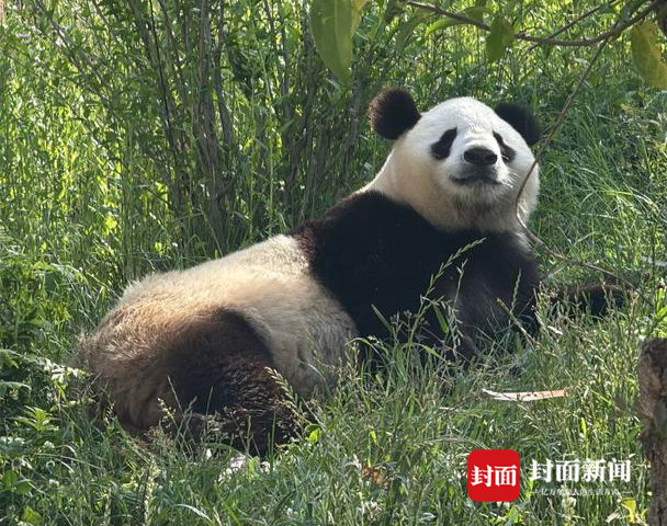 第一只棕色熊猫是如何发现的?它们为何常出现在秦岭?|万万没想到·美丽中国行 第一只棕色熊猫是如何发现的?它们为何常出现在秦岭?|万万没想到·美丽中国行