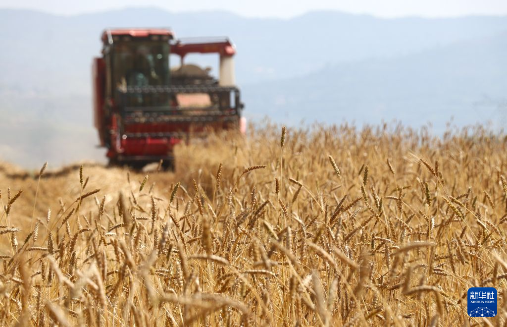 全国夏粮产量首次突破3000亿斤