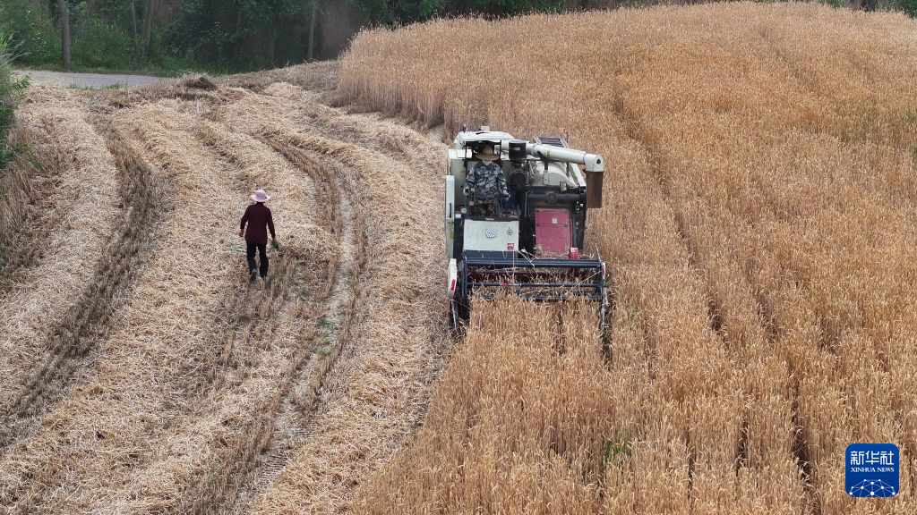 全国夏粮产量首次突破3000亿斤