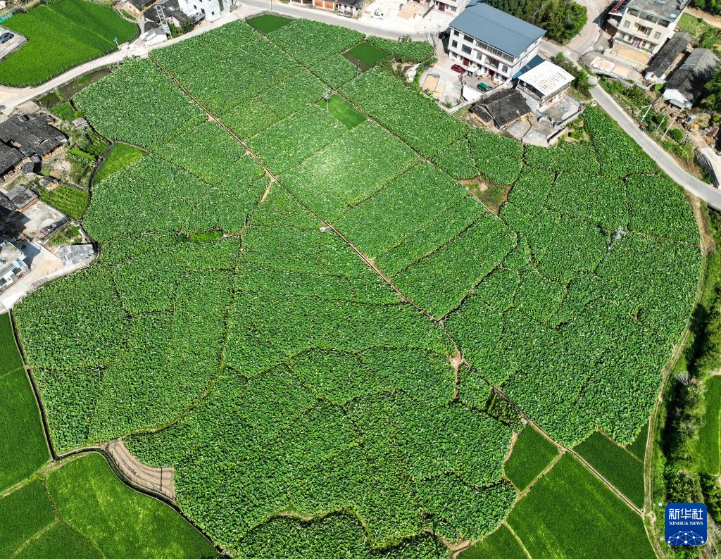 福建长汀中复村:红色热土绘新卷