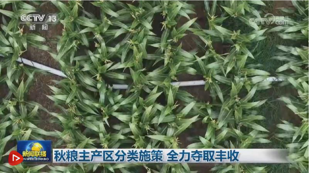 秋粮主产区分类施策 全力夺取丰收