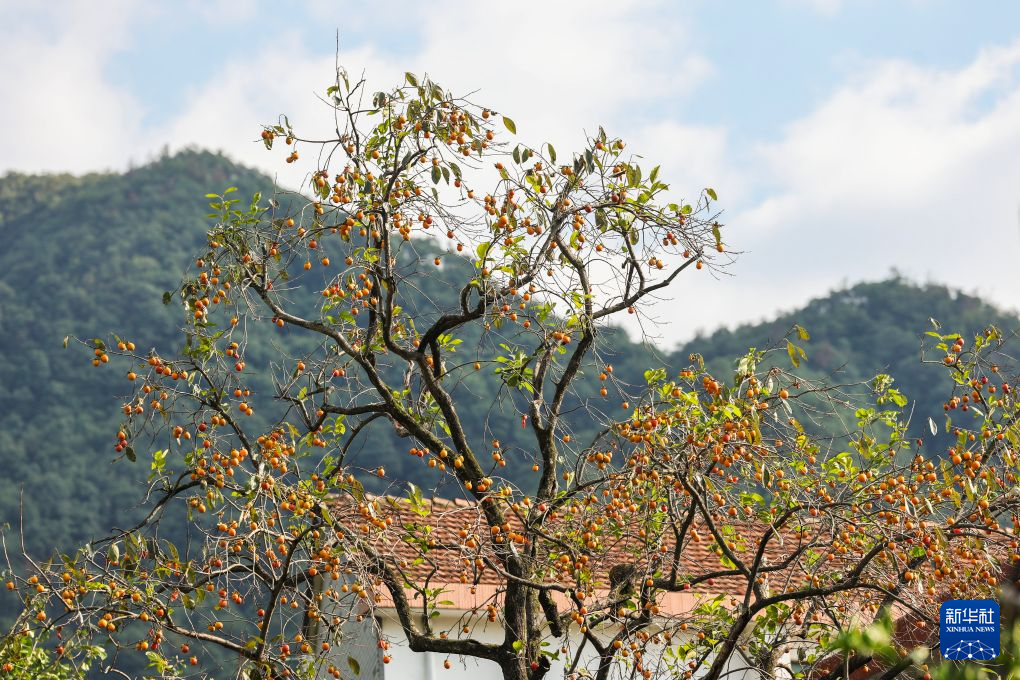 浙江诸暨:乡村柿子迎丰收