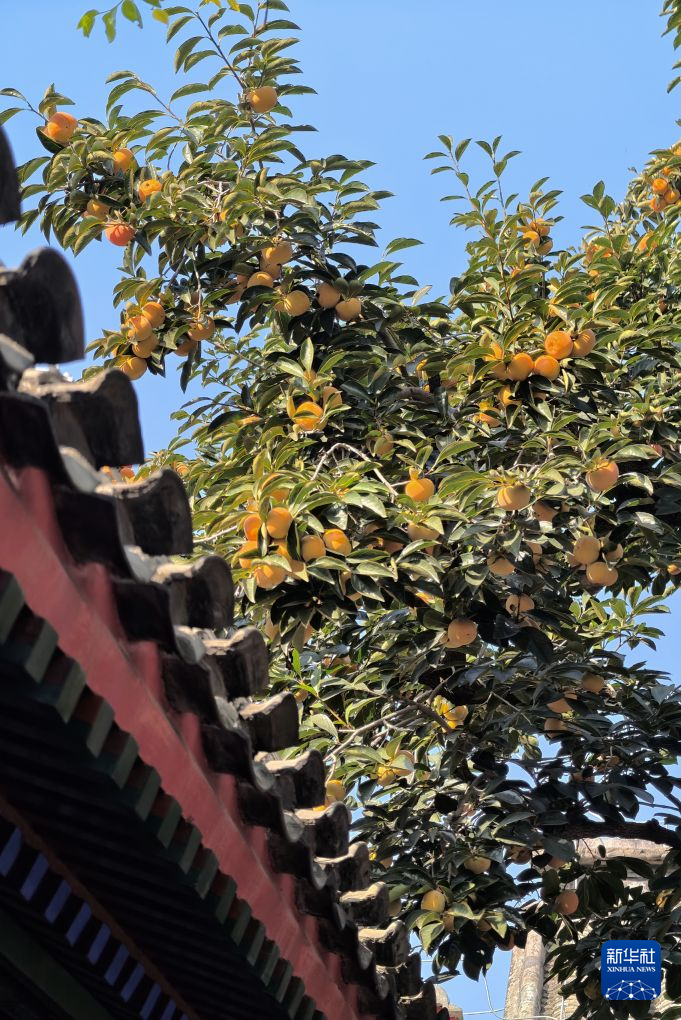 北京“丹柿小院”秋色引游人