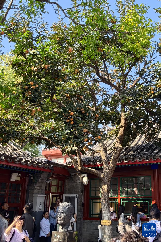 北京“丹柿小院”秋色引游人