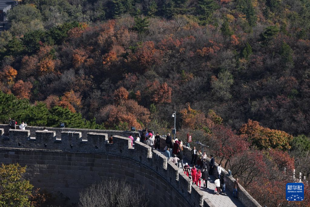 秋日八达岭 红叶染长城