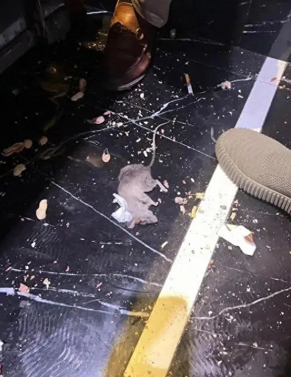 男子KTV包厢唱歌被老鼠咬伤,老板:正常成年人为啥徒手抓鼠? 男子KTV包厢唱歌被老鼠咬伤,老板:正常成年人为啥徒手抓鼠?