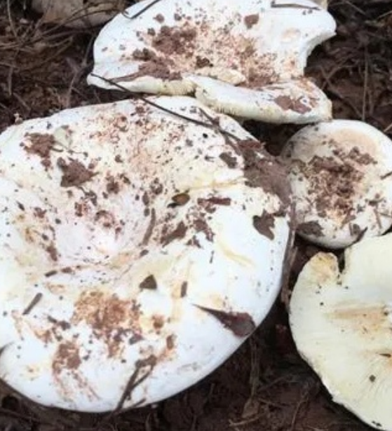 不要采!不要吃! 不要采!不要吃!