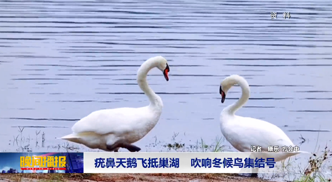 罕见！它来巢湖了！